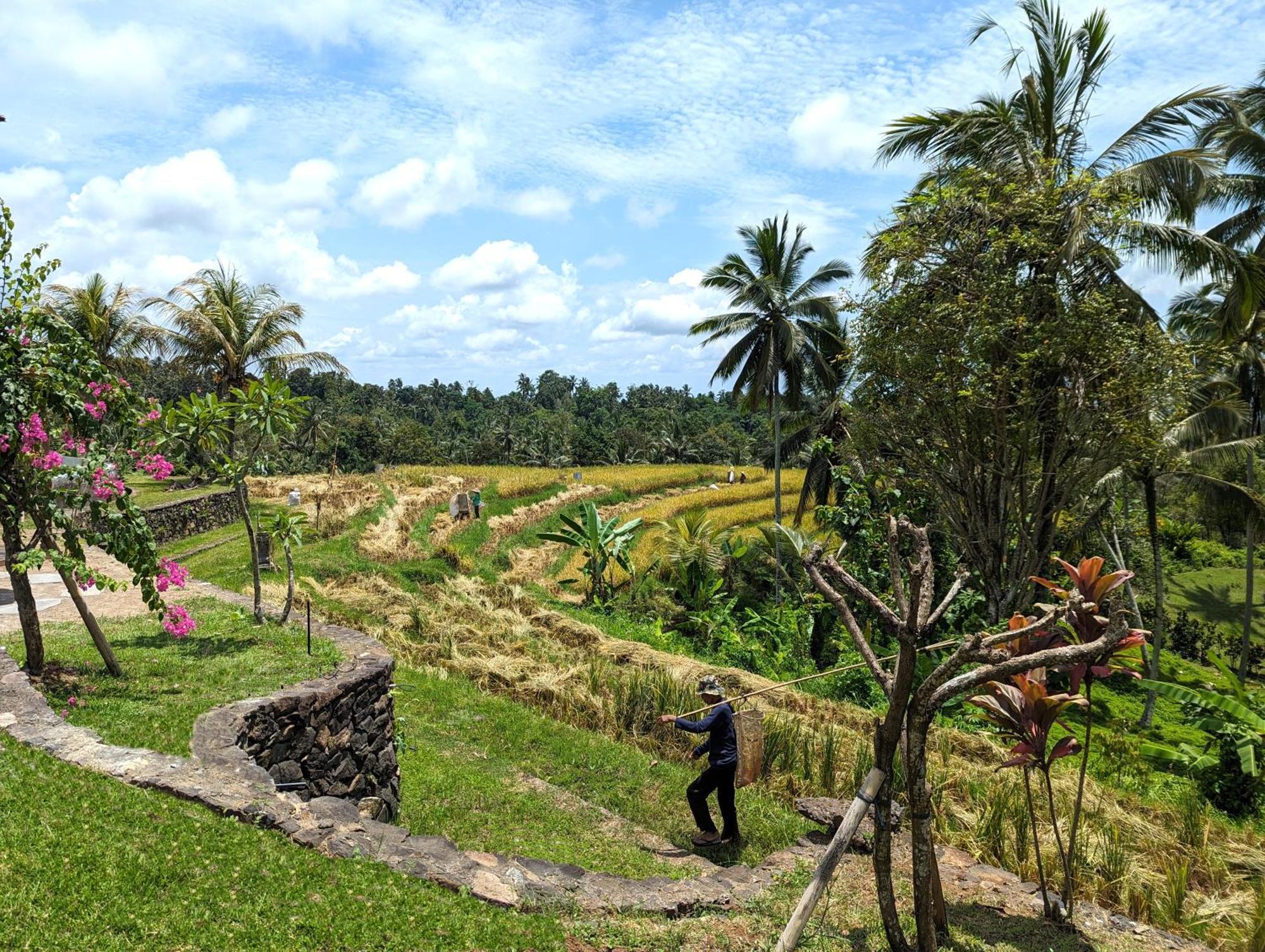 Puri Dajuma Terrace Eco Lodge & Spa Selemadeg  Экстерьер фото